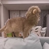 Load and play video in Gallery viewer, Hilarious 1pc Lion Cat Hat Perfect Pet Cosplay