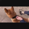 Load and play video in Gallery viewer, HandsFree Dog Leash Ultimate Comfort and Shock Absorption